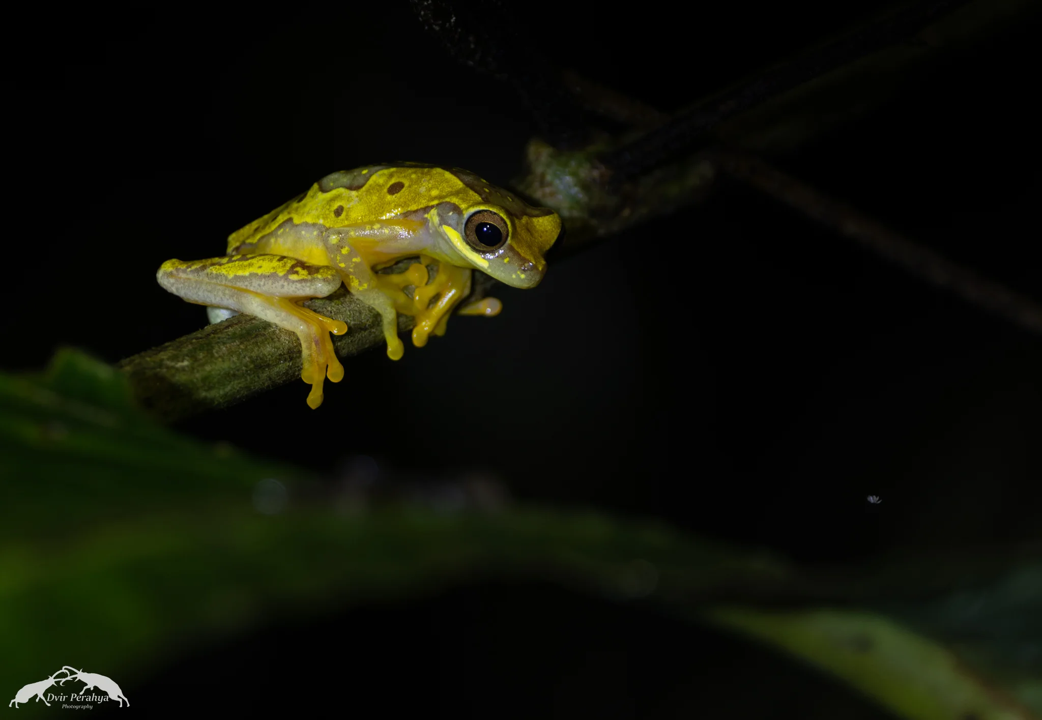 Tree frog, Costa Rica Rainforest
